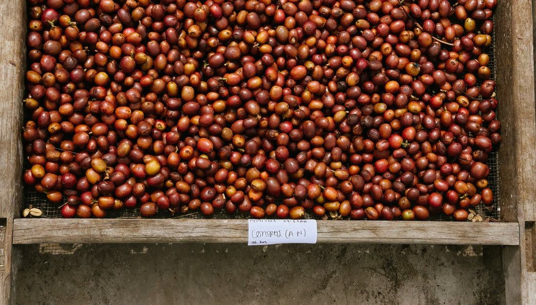 Whole coffee cherries drying on a raised mesh bed