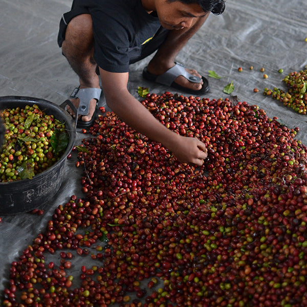 Sumatra Gayo for espresso 200 g